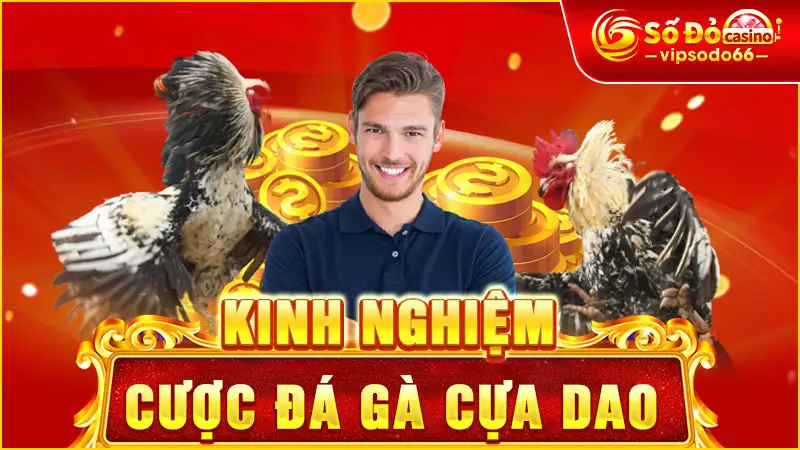 Kinh Nghiệm Cược Đá Gà Cựa Dao