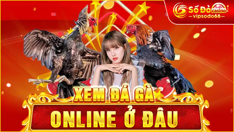 Xem Đá Gà Online Ở Đâu